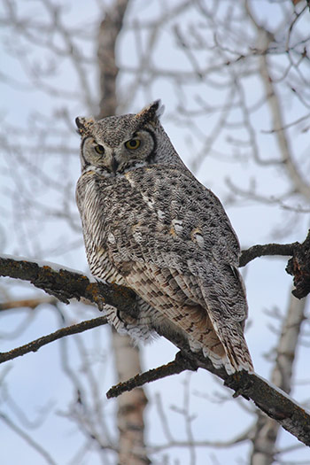 Photo of an owl in winter