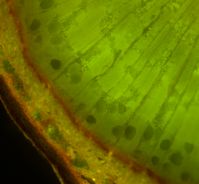 a microscopic image of an fluorescent elm cross section, taken with a light microscope