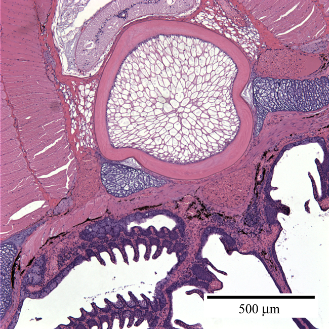 a microscopic image of a cross section of lamprey cells, taken with a light microscope