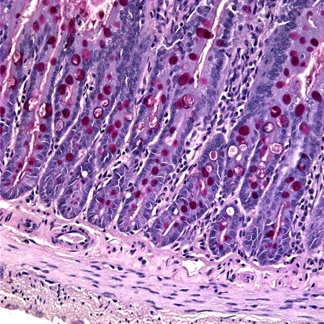 a microscopic image of a cross section of the cells in a mouse duodenum, taken with a light microscope