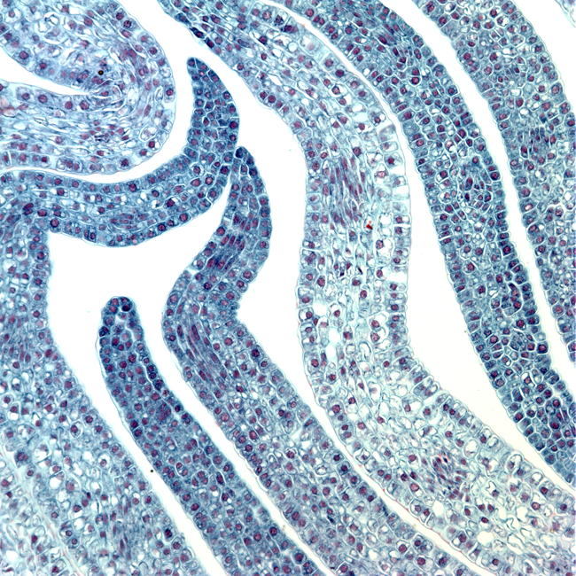 a cross section of peony cells, taken with a light microscope