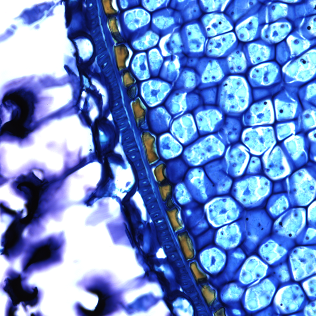 a cross section of cells in a plant seed, taken with a light microscope