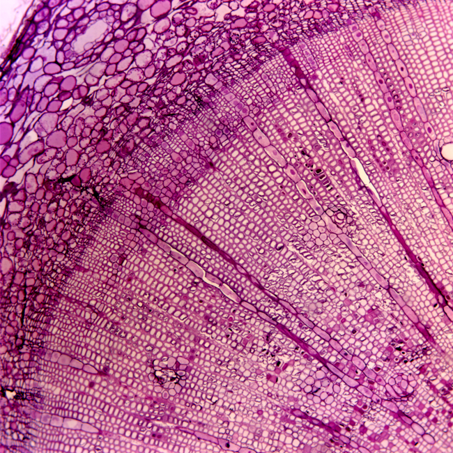 a cross section of spruce cells, taken with a light microscope