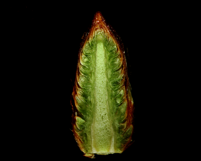 a microscopic image of a dissection of a spruce cone, taken with a light microscope