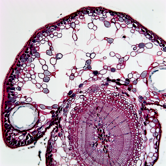 a cross section of western red cedar cells, taken with a light microscope