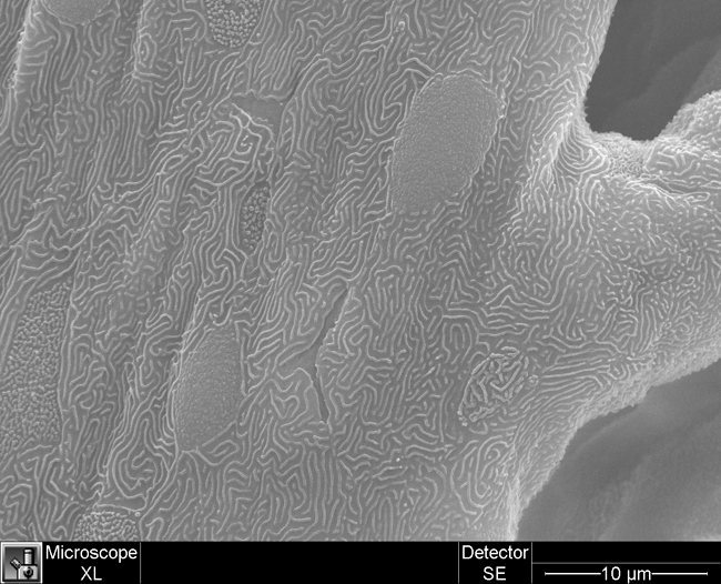 the surface of a fish gill, taken with a scanning electron microscope