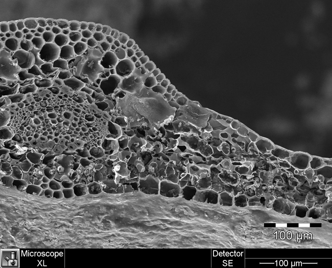 a cross section of a leaf, taken with a scanning electron microscope
