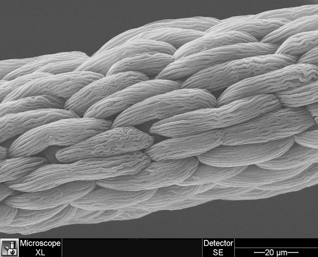 3D image of a plant filament, taken with a scanning electron microscope