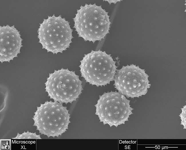3D image of pollen grains, taken with a scanning electron microscope