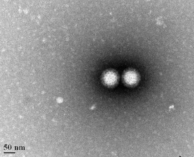 a microscopic image of a virus shaped like two side-by-side circles, taken with a transmission electron microscope