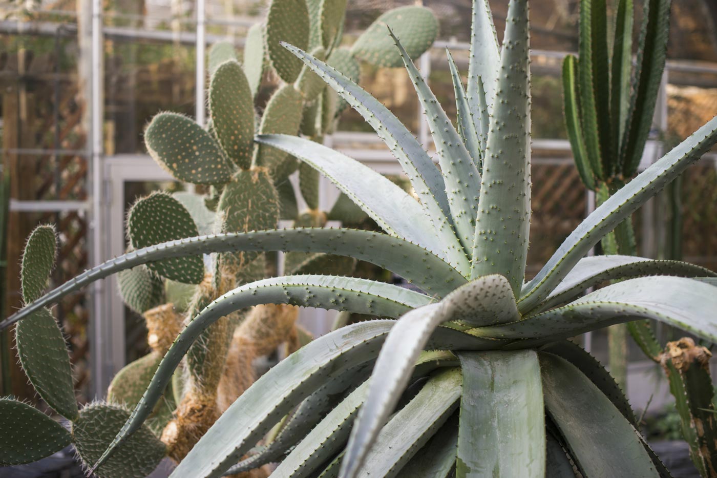 Plant in the Arid Showhouse