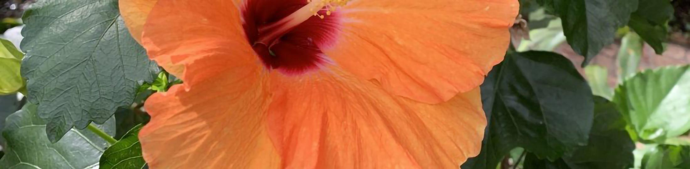 Closeup of a bright tropical flower