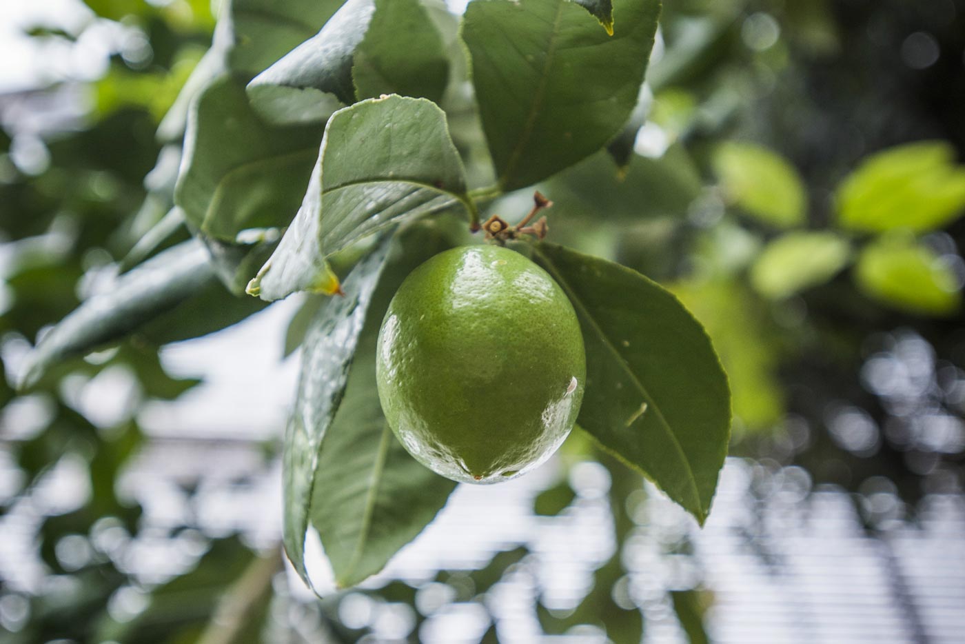 Fruit on a tree in the Temperate Showhouse
