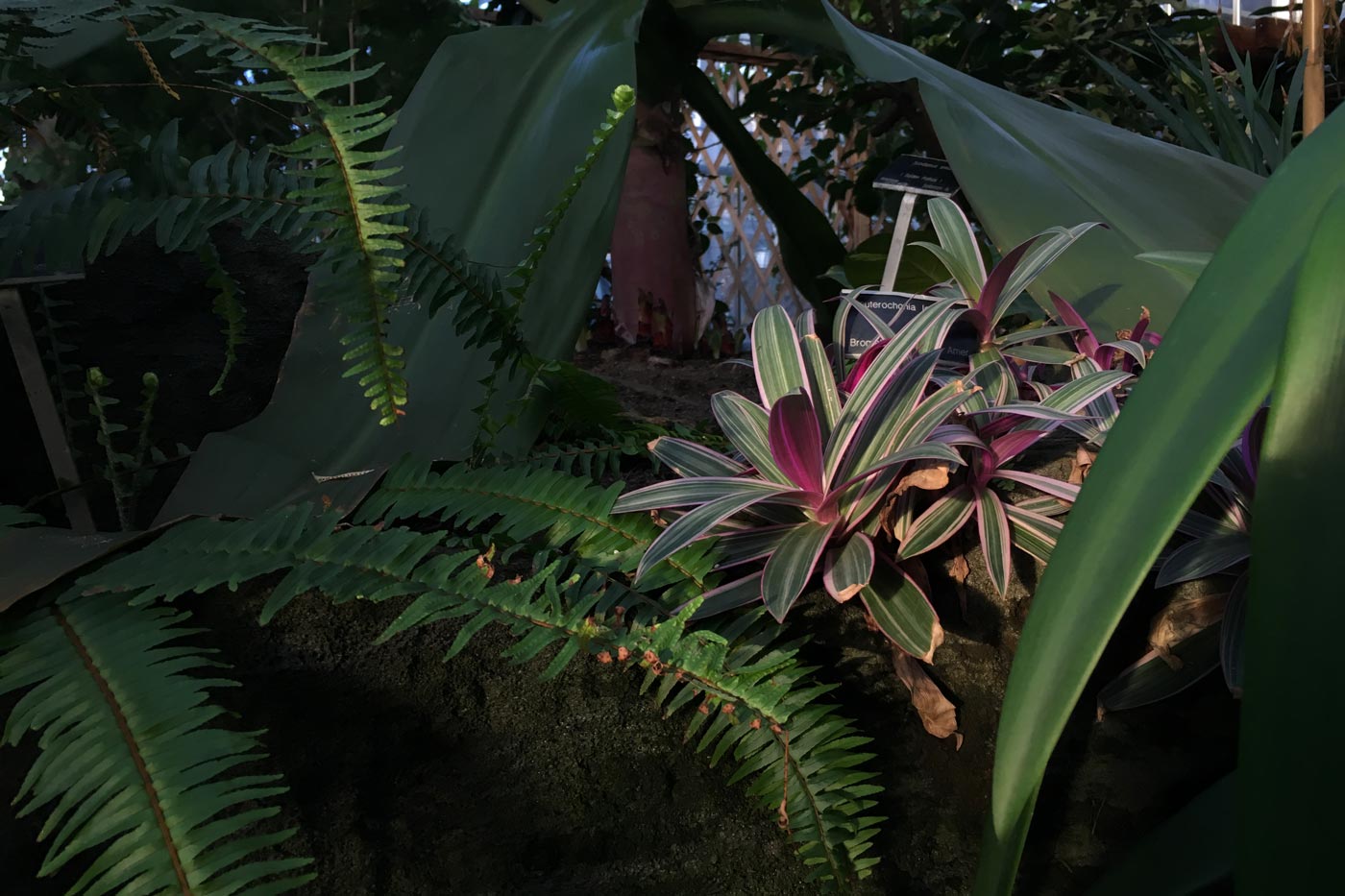 Plant in the Tropical Plant Showhouse