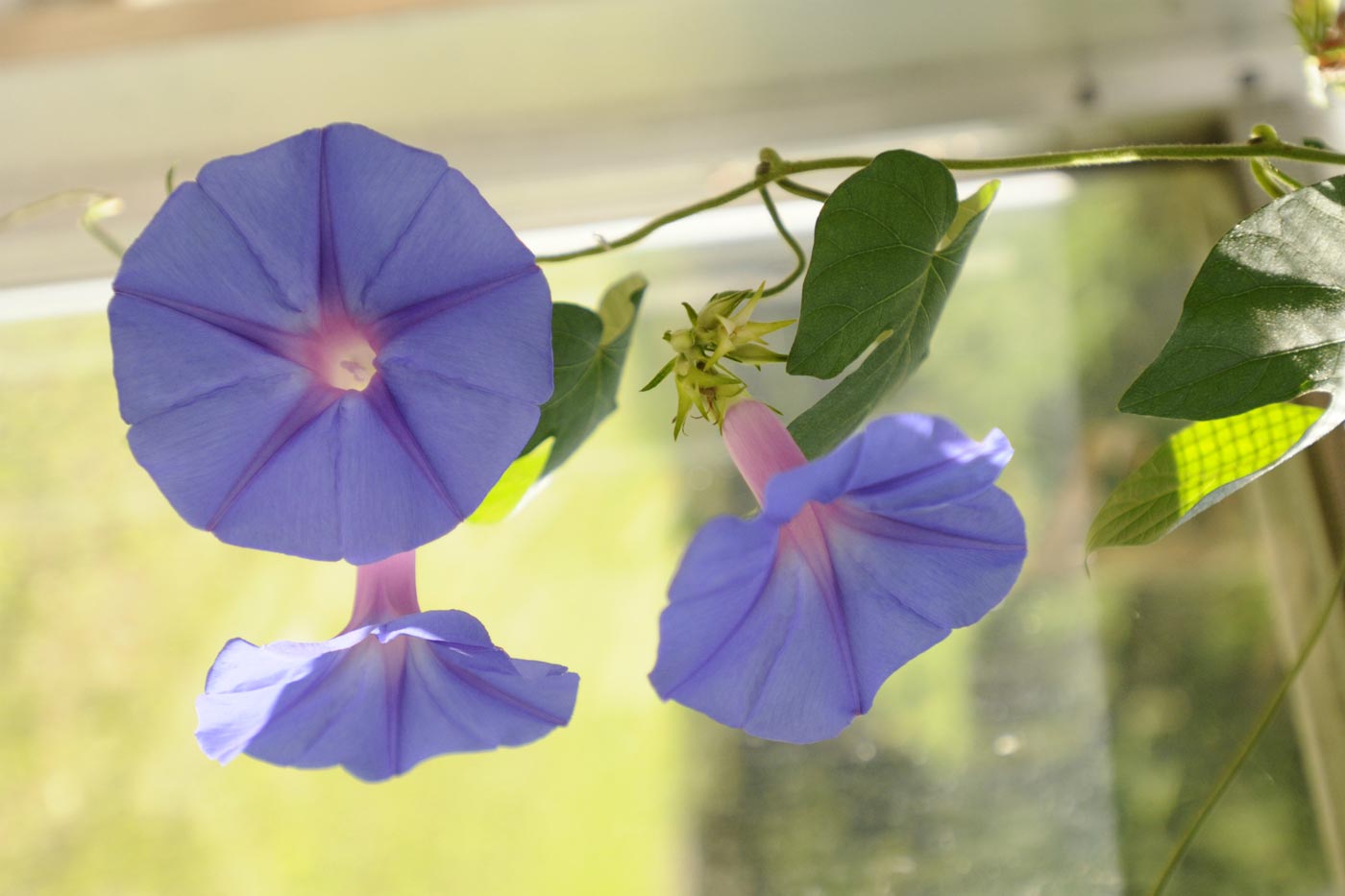 Blue flowers in the Tropical Plant Showhouse