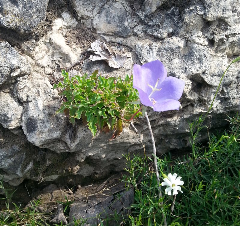 Purple flower in the Patrick Seymour Alpine Garden