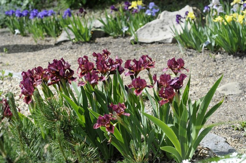 Purple flowers in the Patrick Seymour Alpine Garden