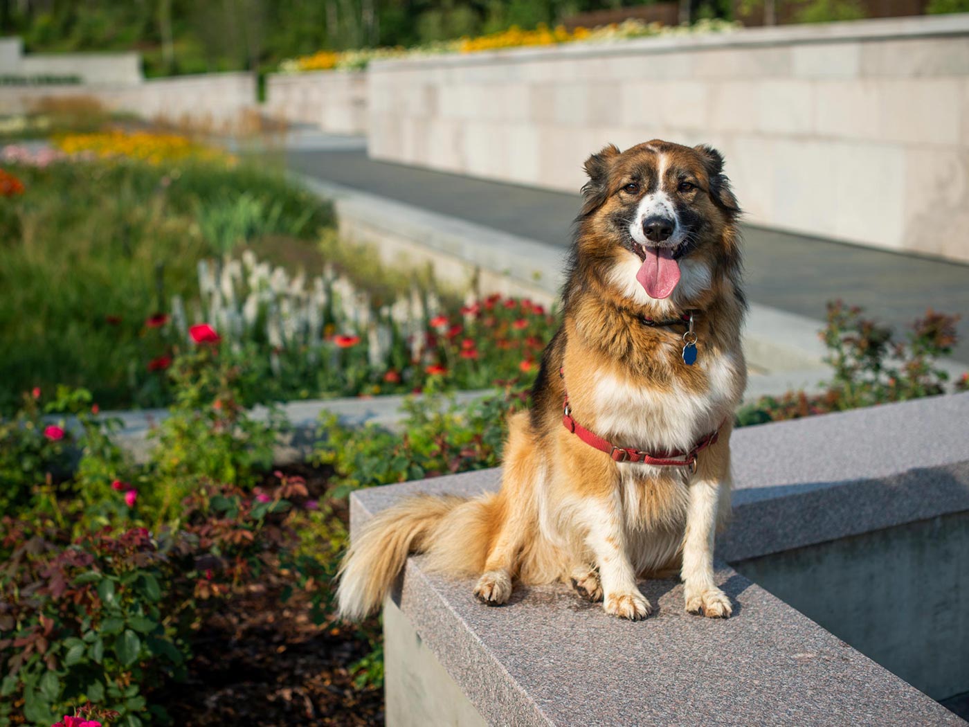A border collie sits on a stone wall in the Aga Khan garden