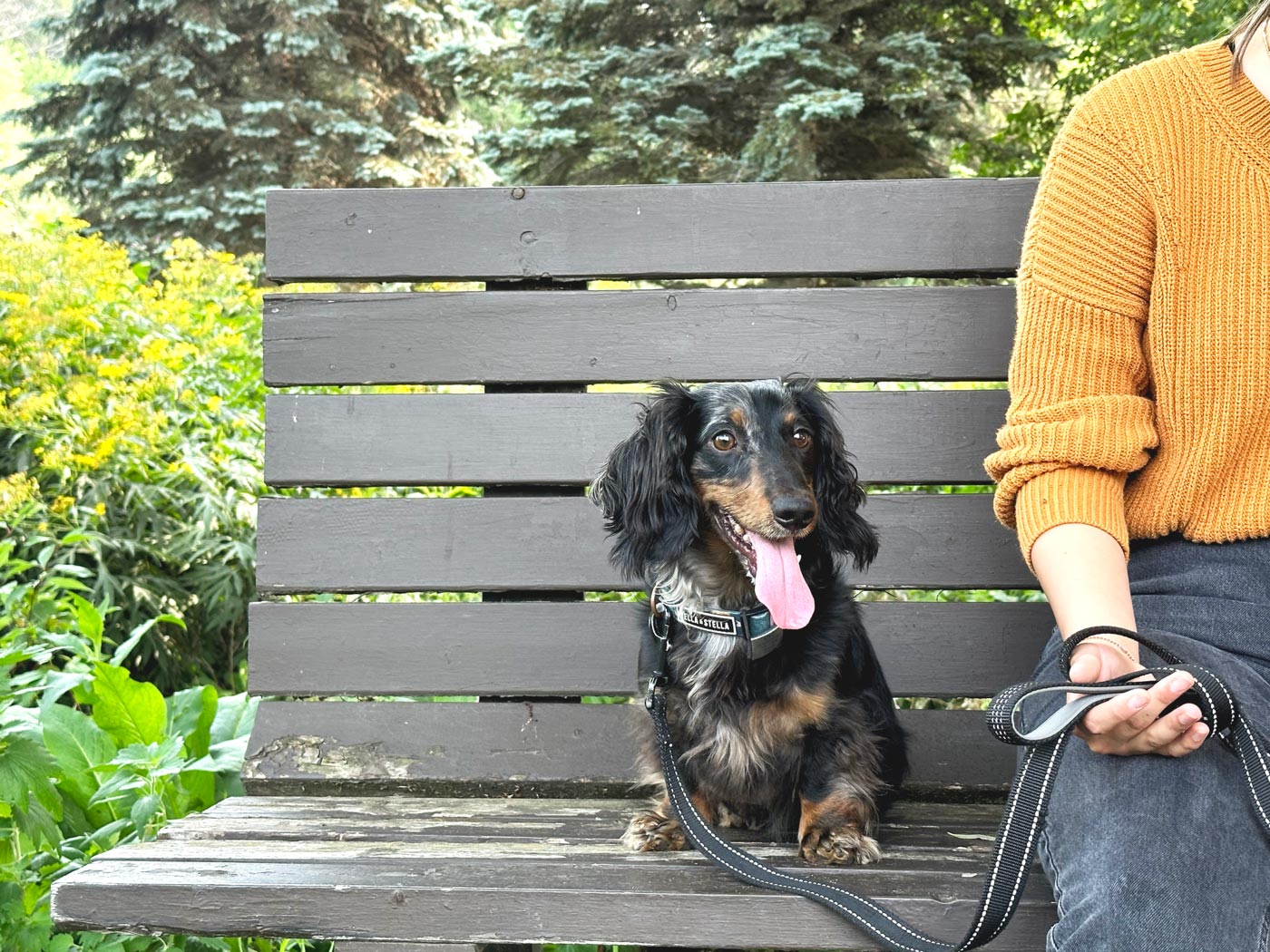 A dachshund sits next to its owner on a bench at the garden