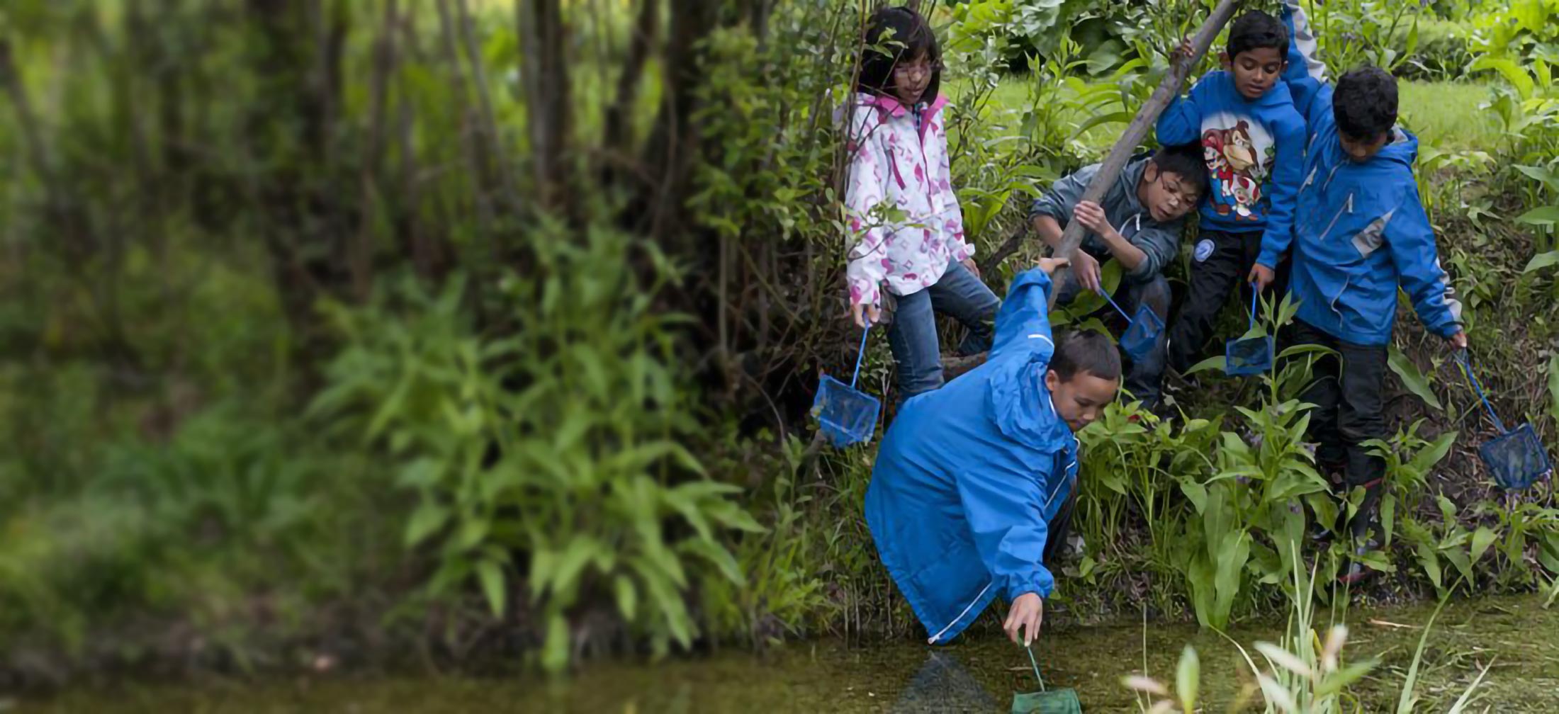 kids catching bugs in a net by a pond