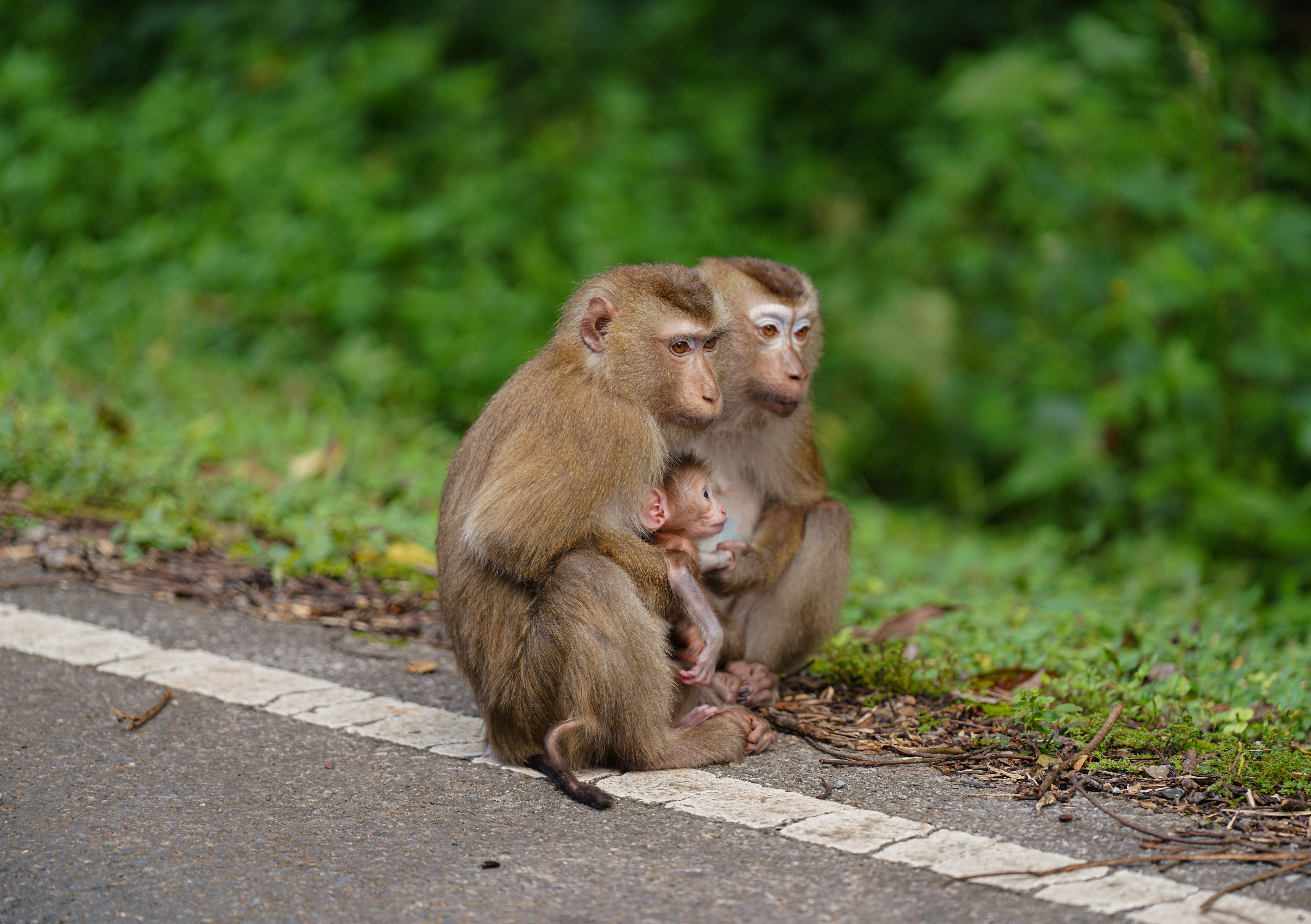 31-monkey-family-reunion-haotian-ni.jpg