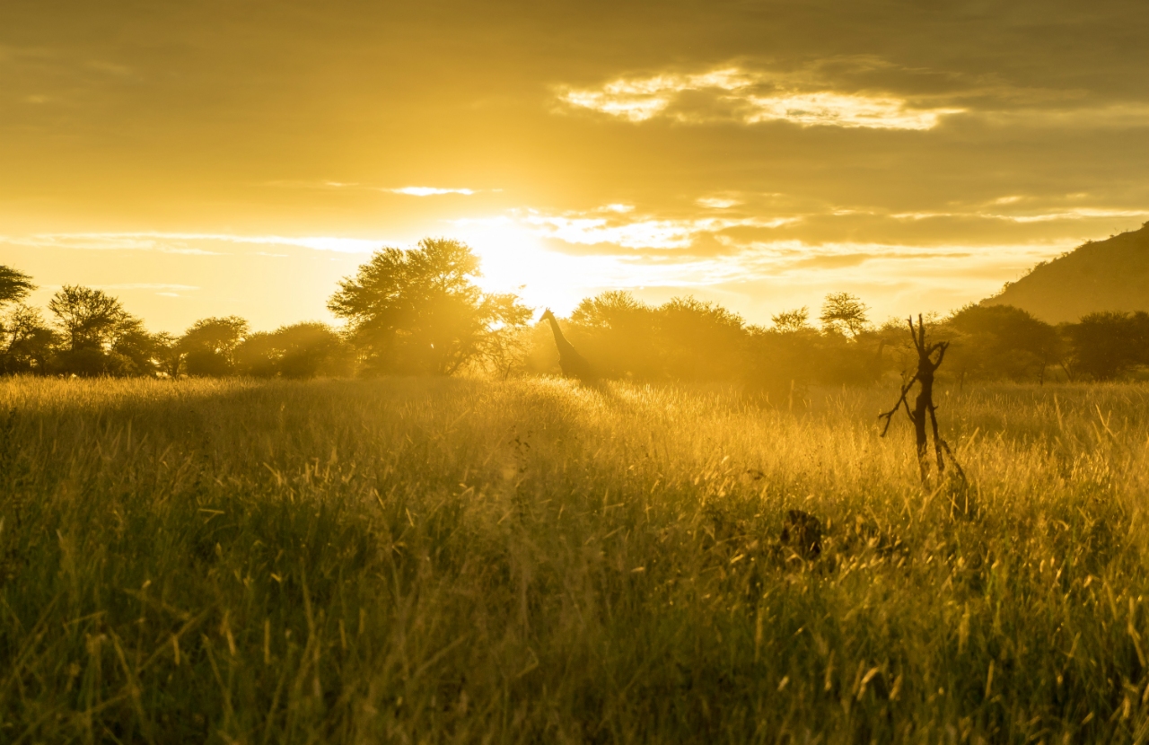 Giraffe at sunset in the Serengeti National Park