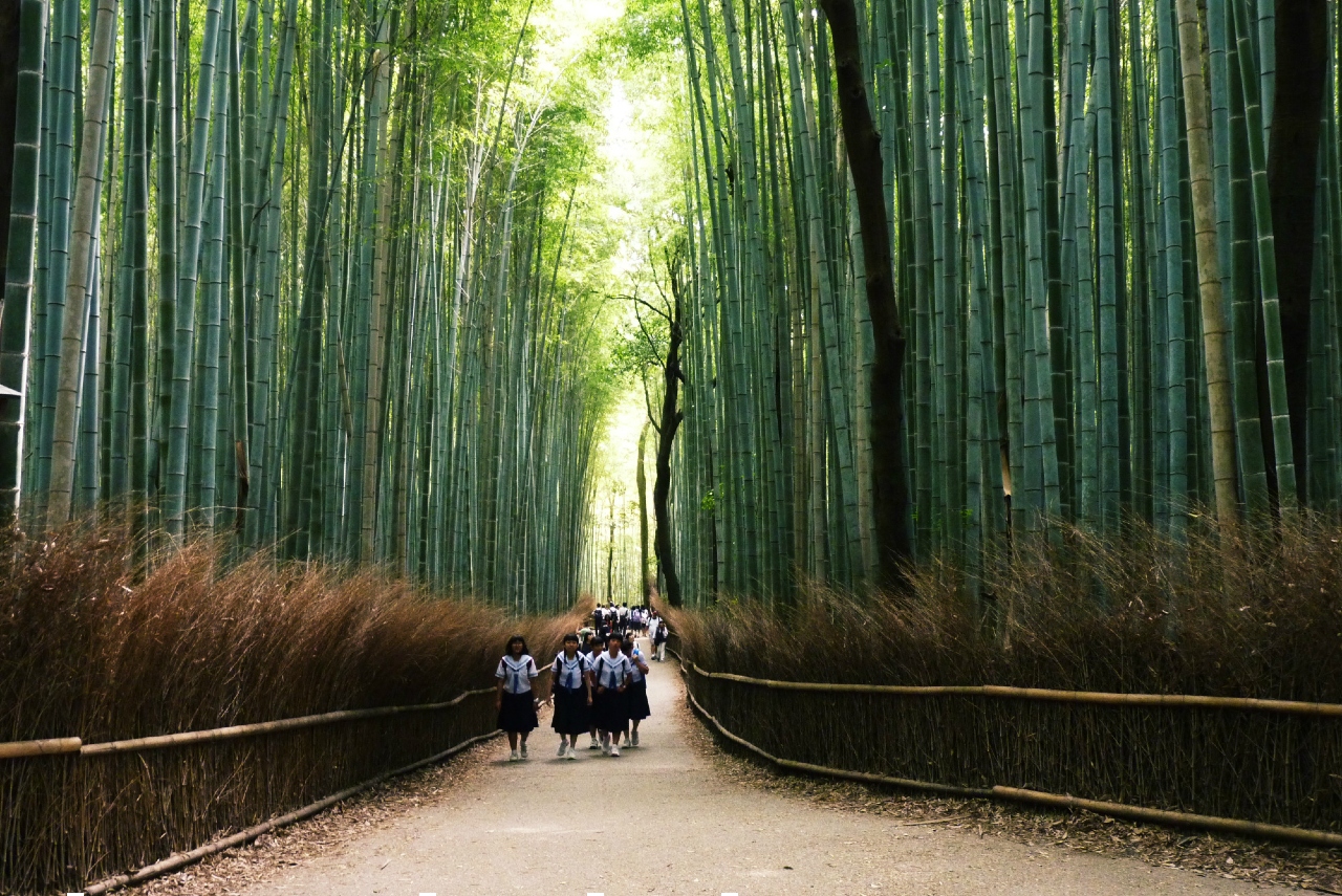 School Girls in Bamboo Forest