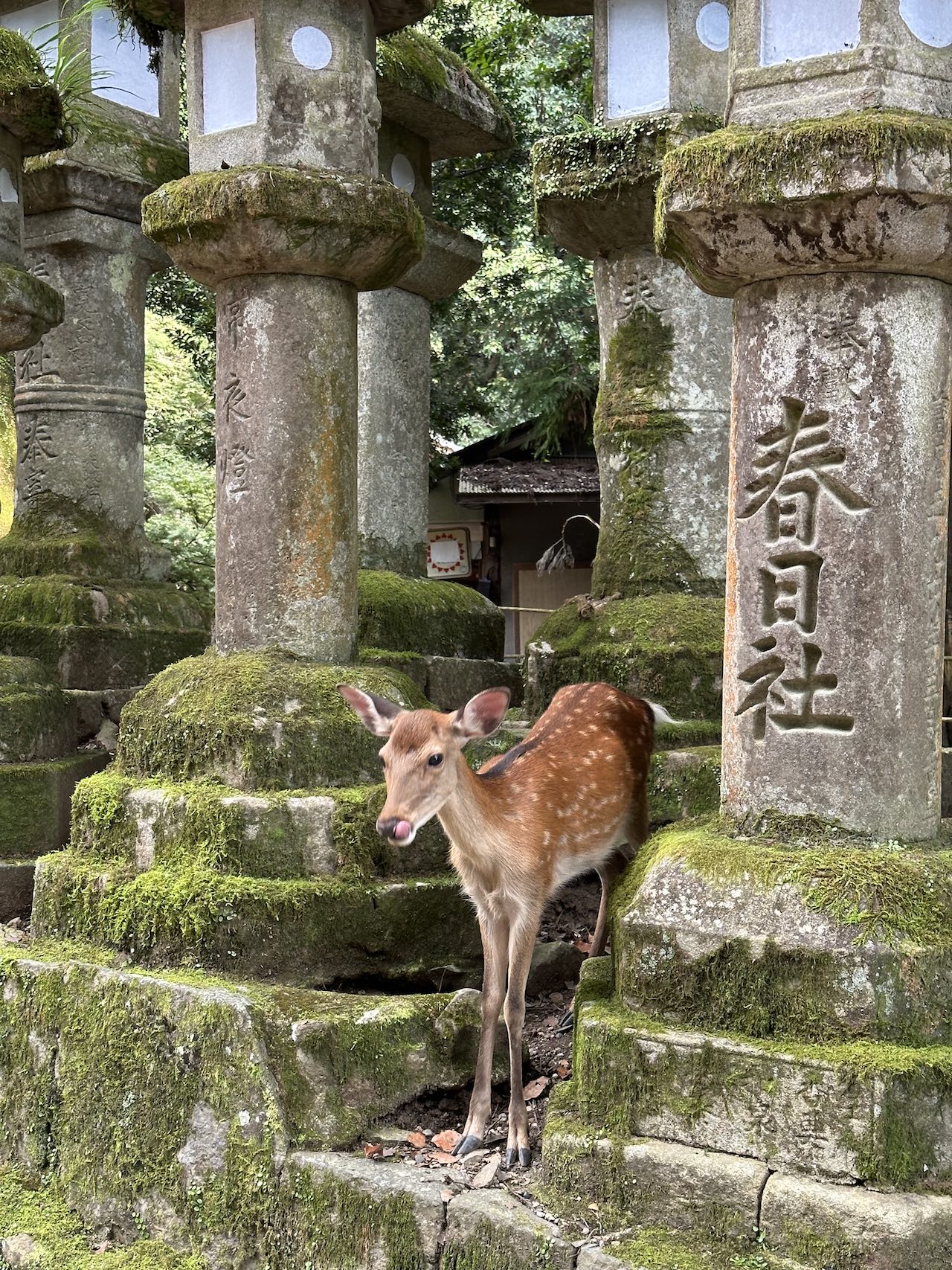 Nara, Japan Deer