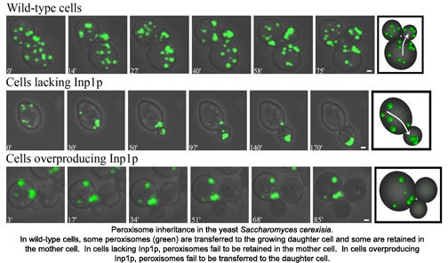 Peroxisome inheritance in yeast Saccharomyces cerexisia
