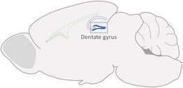 Dentate gyrus