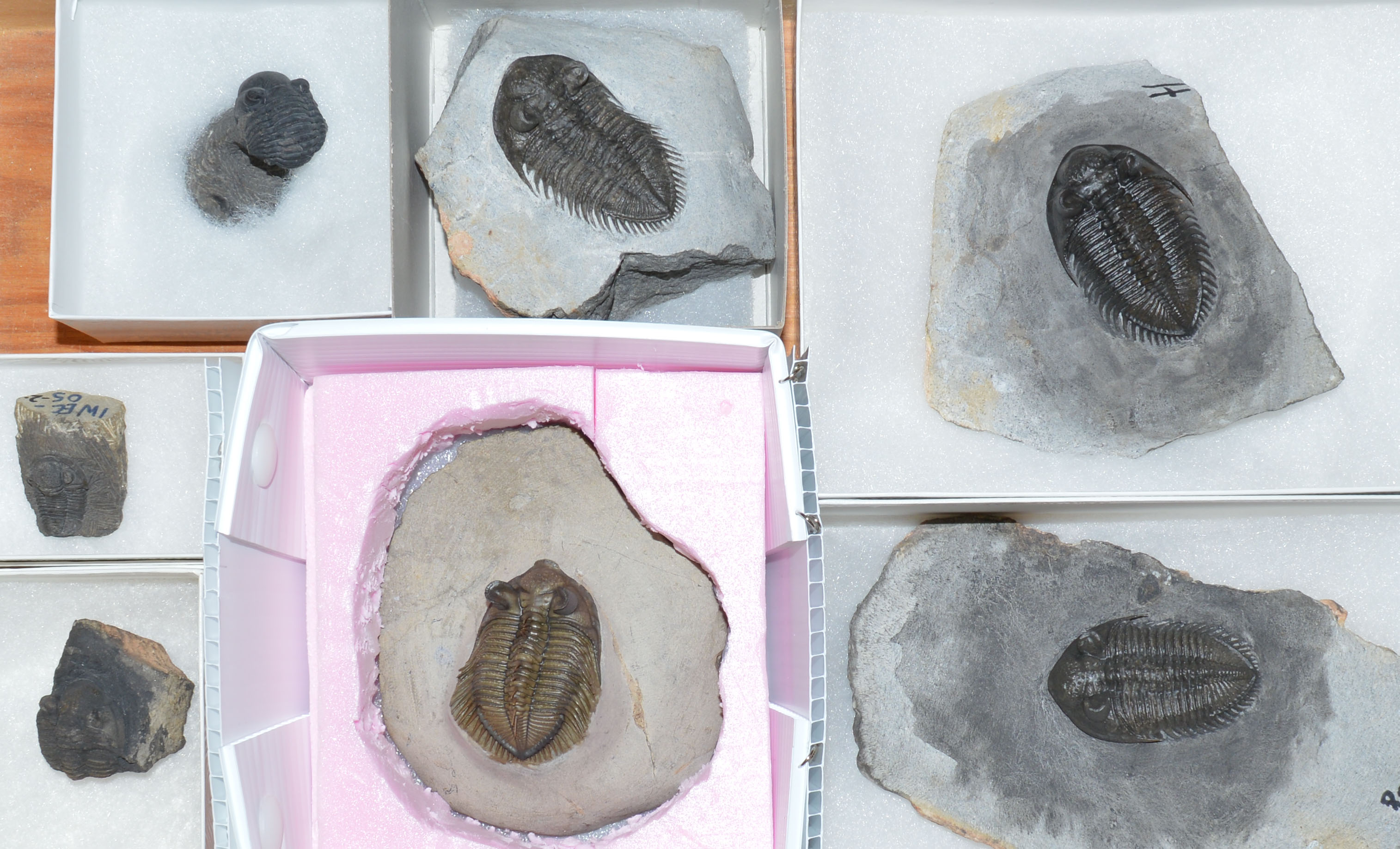 Different species of trilobites in a specimen drawer