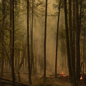 forest-fire.jpg