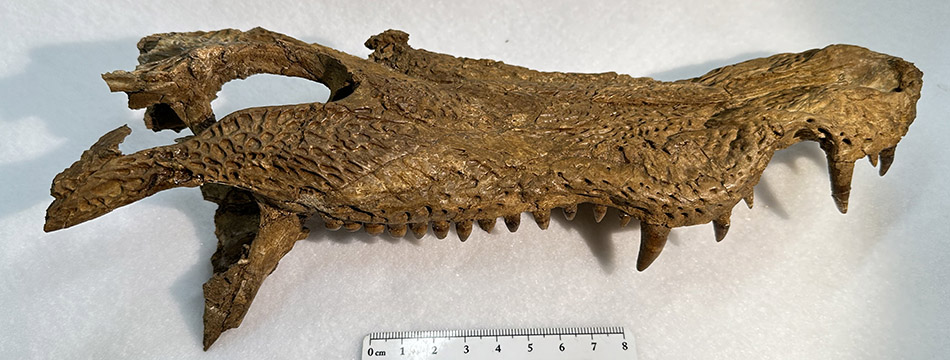 Right side of the upper parts of an extinct crocodile skull. The specimen is dark mustard coloured on a white background. A ruler below shows that the specimen is about 25 cm long.