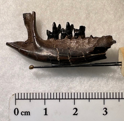 The rear portion of a right dentary of a small extinct mammal. It has 3 rear teeth with a few pointed cusps each. The specimen is mounted on pins stuck in a cork. A ruler below shows that the specimen is about 4 cm long.