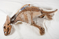 A frilled baby dinosaur skeleton on a white sheet. The skeleton brown and nearly complete. It's 1.4m long in real life.