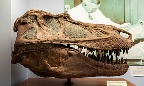 Paleontology Museum