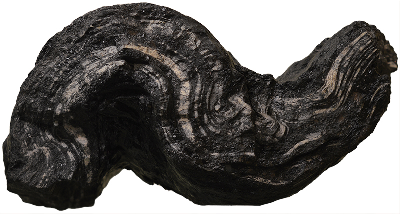 Folded coal with white layers from Lovettvile, Alberta