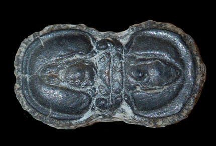 Blind trilobite. Head and rear end look the same.