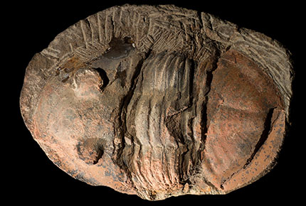 Trilobite with large eyes and no ornamentation