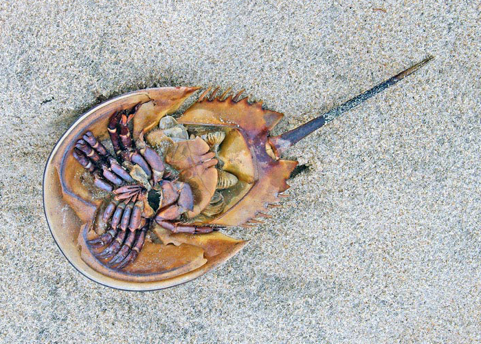 Underside of a horseshoe crab showing many appendages and book lungs