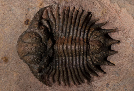 Trilobite with small bumps all over exoskeleton