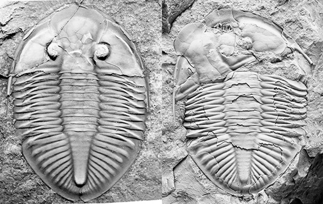 Complete trilobite exoskeleton next to a moult where parts of the head end have split along suture lines.