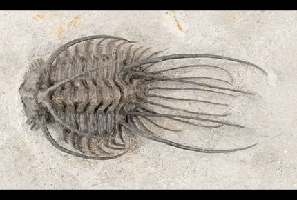 Spinous trilobite. All parts of exoskeleton have long spines