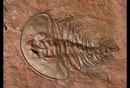 Flat trilobite with marginal spines extending rearward from cephalon and thoracic segments