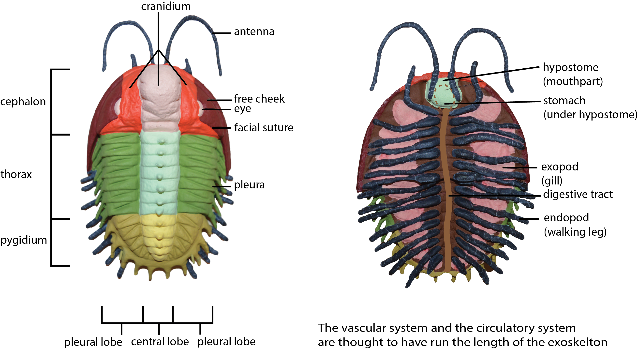 Labeled diagram showing trilobite anatomy
