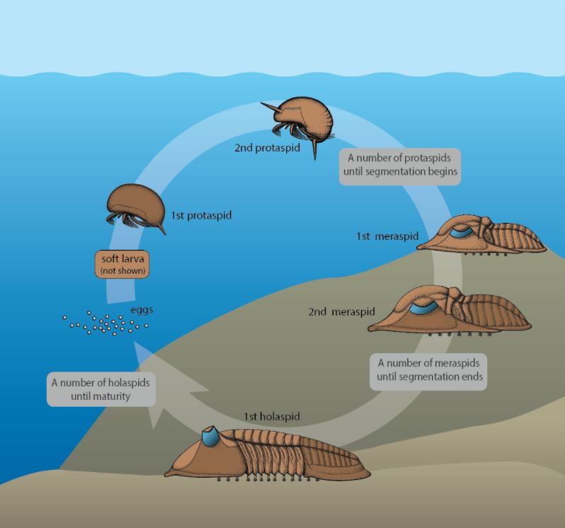 Diagram of trilobite life cycle with free swimming early larvae, and later sea floor larvae and adults