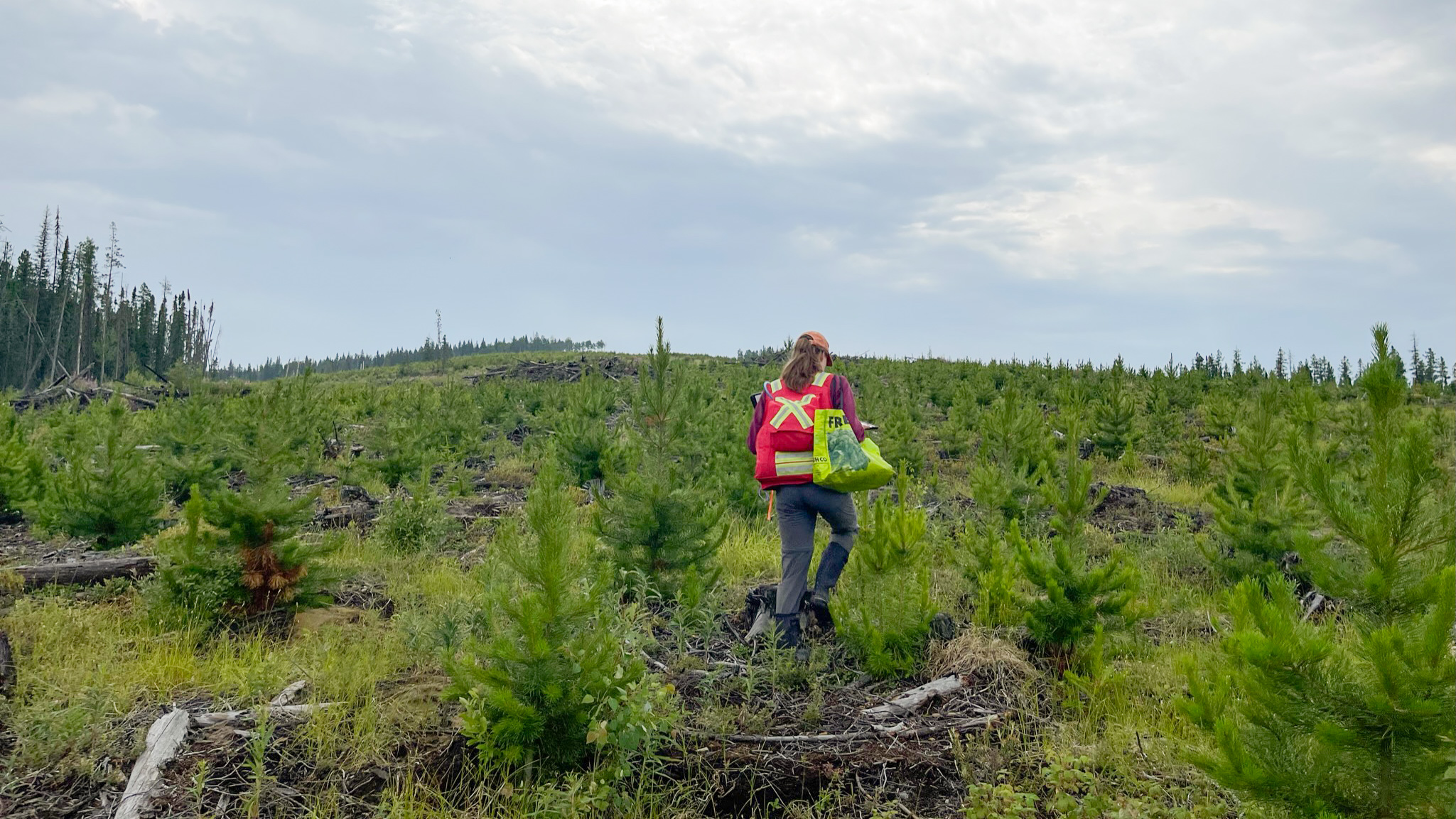 Scenic photo of a developing forest with Sydney walking in bright reflective gear