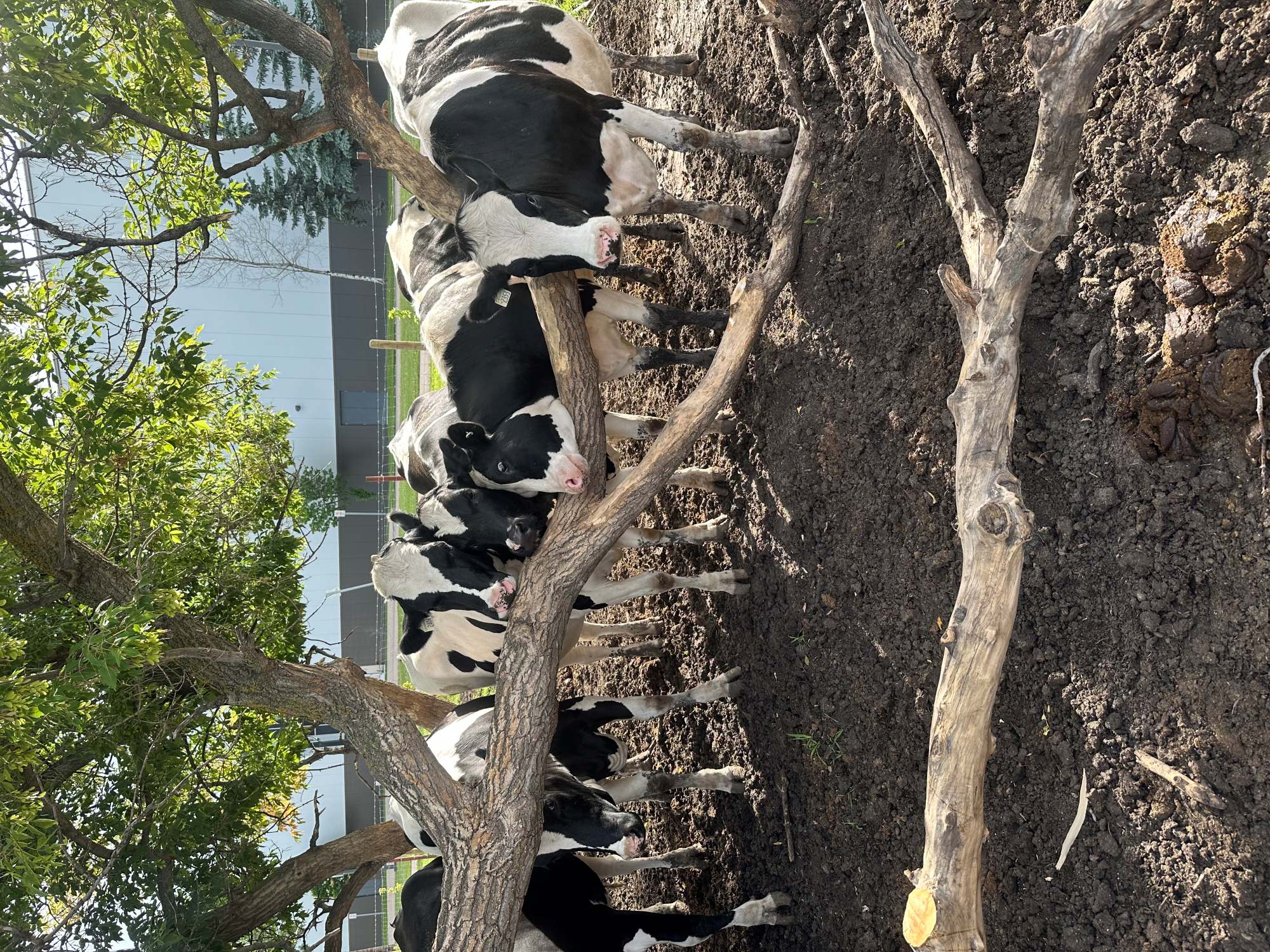 A group of cows standing around a tree
