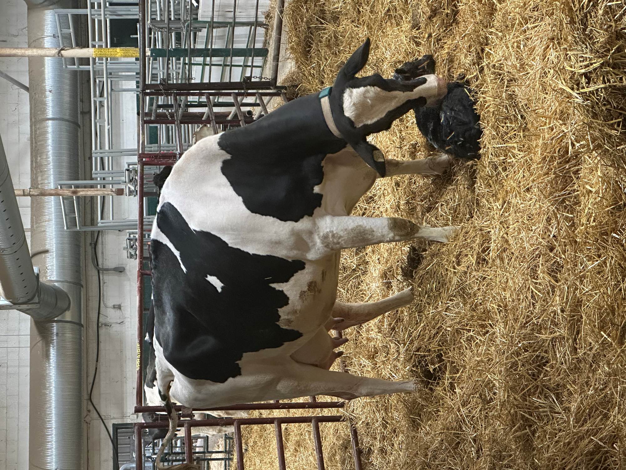 A cow tending to her calf