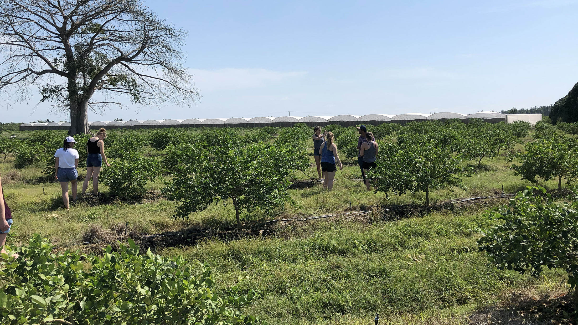 Landscape photo of students exploring a commercial farm on a sunny day in Mexico